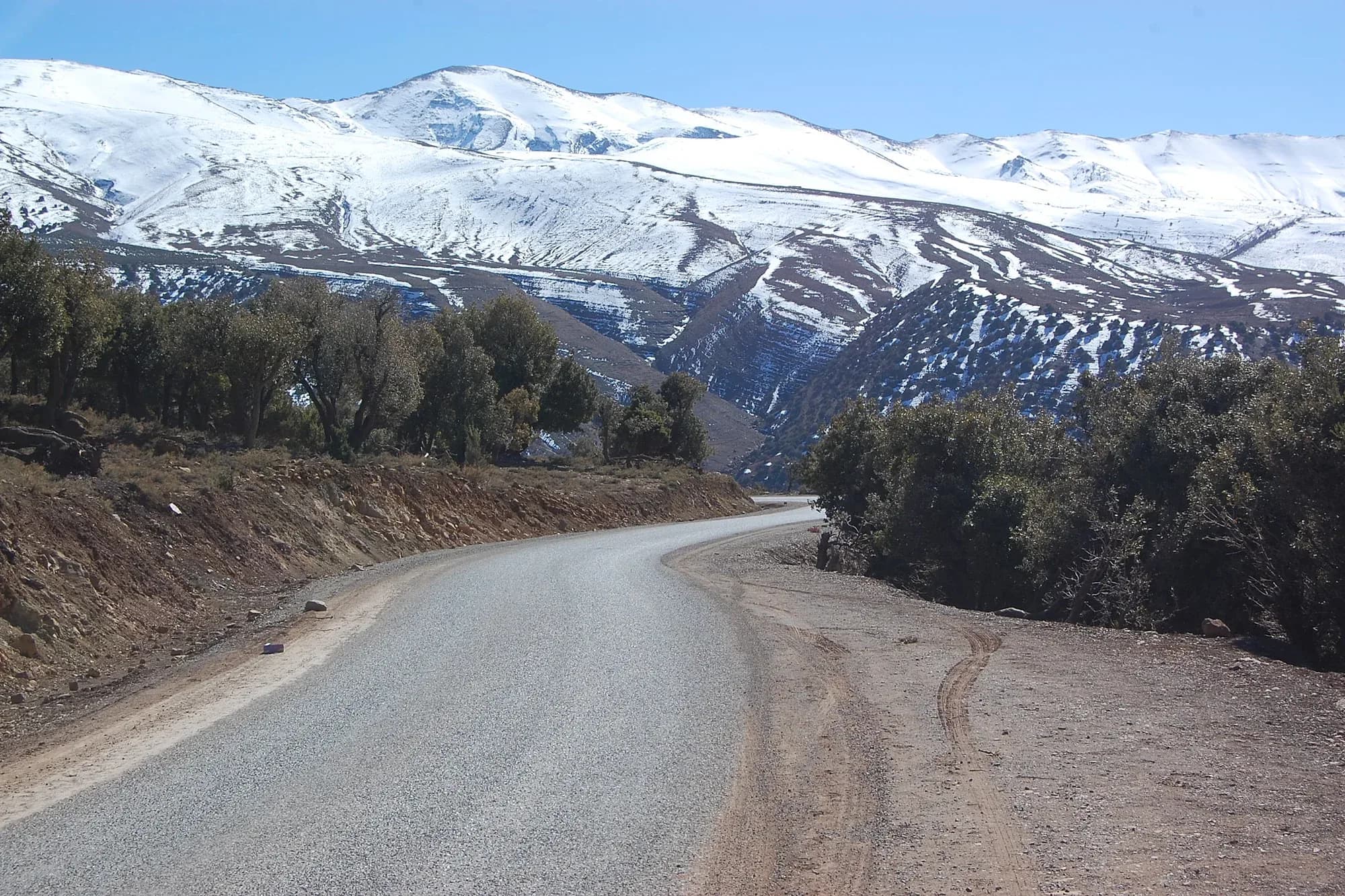 Carretera de montaña entre árboles con las cumbres nevadas del Atlas al fondo