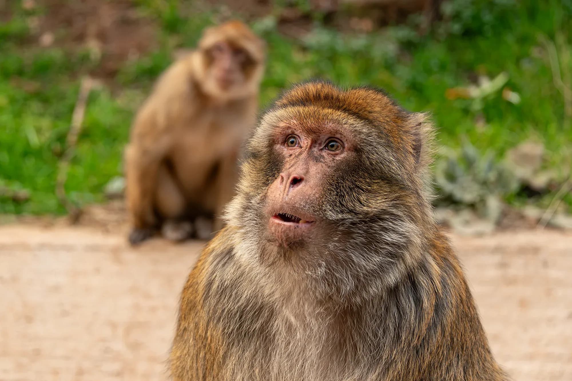 Barbary macaques in the Azrou cedar forest, in the Middle Atlas