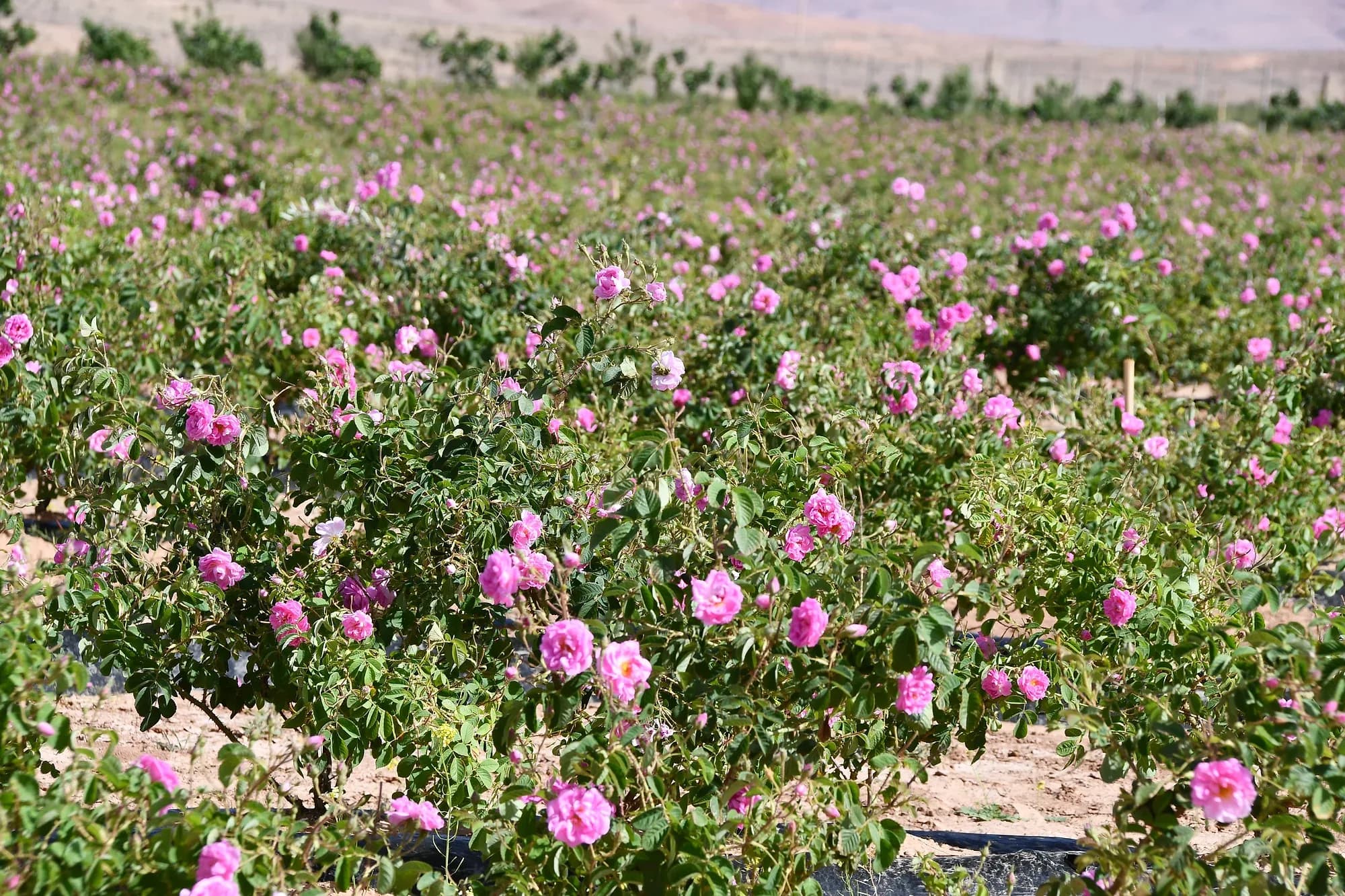 Field of rose bushes in bloom in Kelaat M'Gouna, in the Valley of Roses