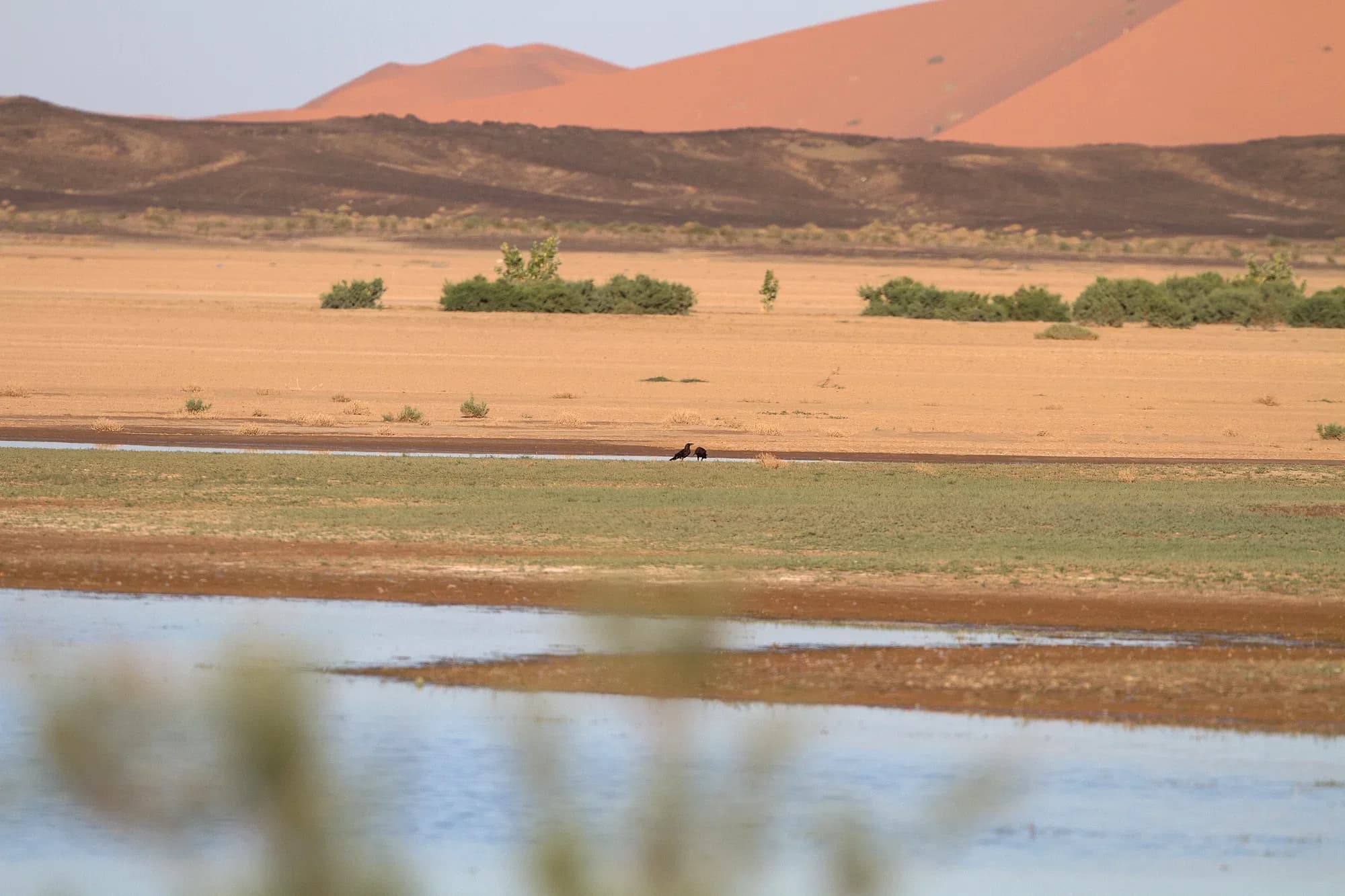Dayet Srji lake with water and the Erg Chebbi dunes in the background, Merzouga