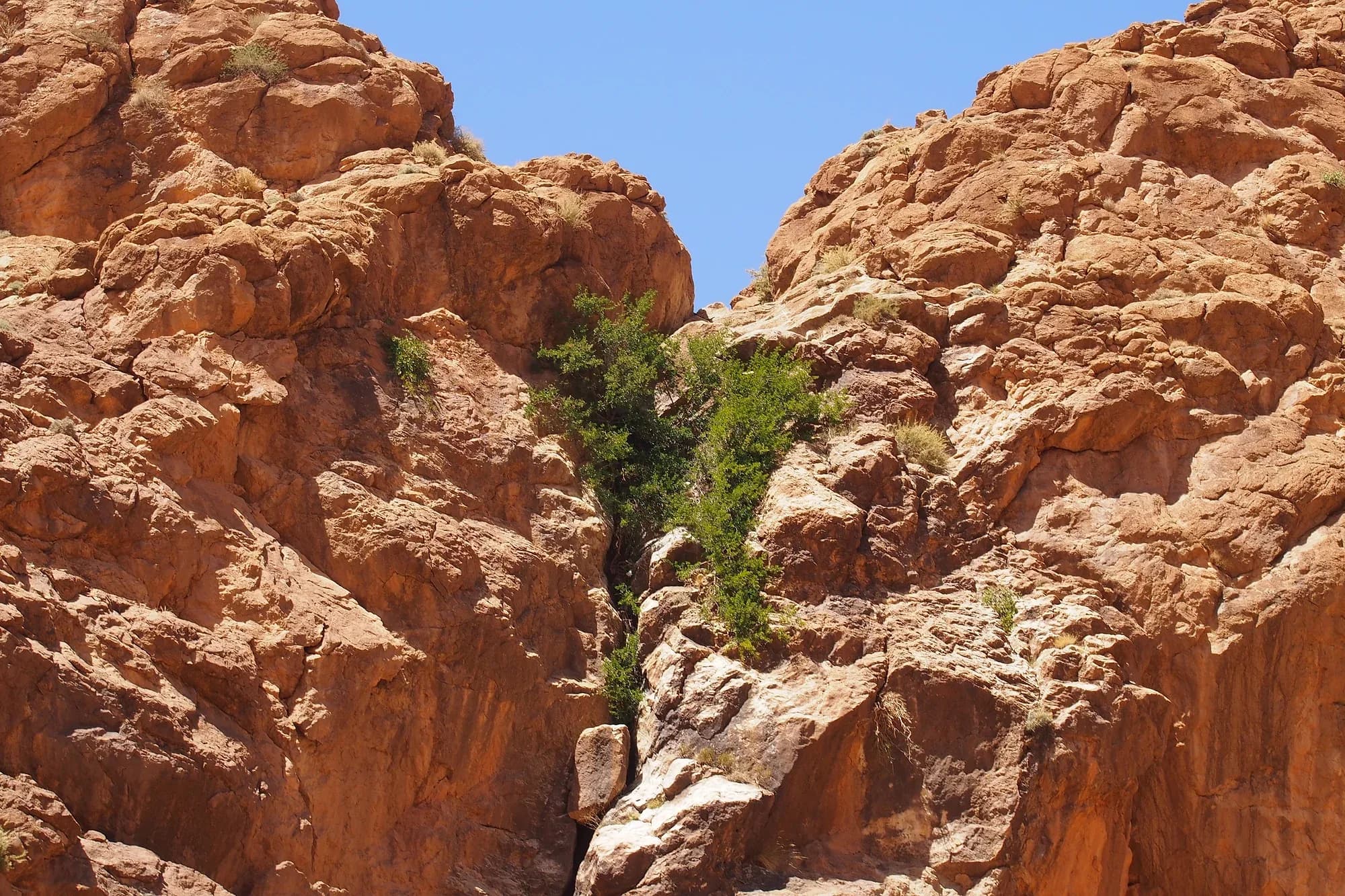 Paredes de roca rojiza y vegetación en el interior de las gargantas del Todra bajo el cielo azul