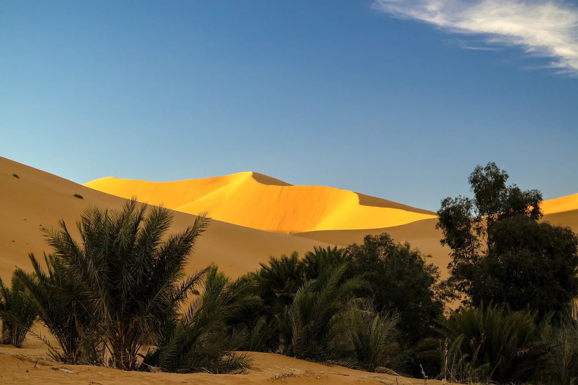 Palm grove of the Merzouga oasis at the foot of the golden Erg Chebbi dunes