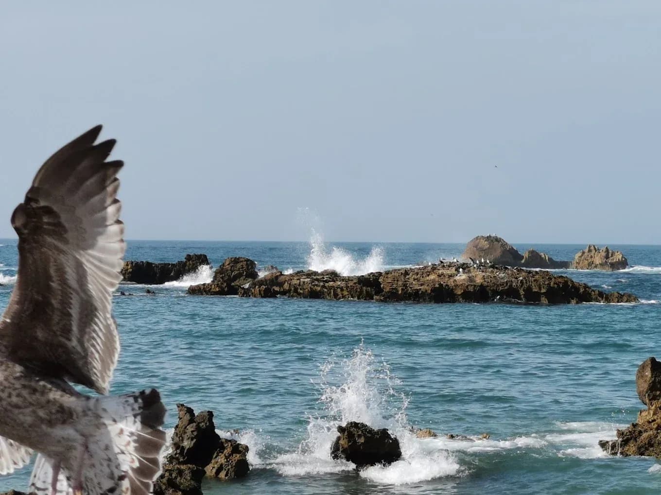 Gaviota y rocas en el mar de Essaouira