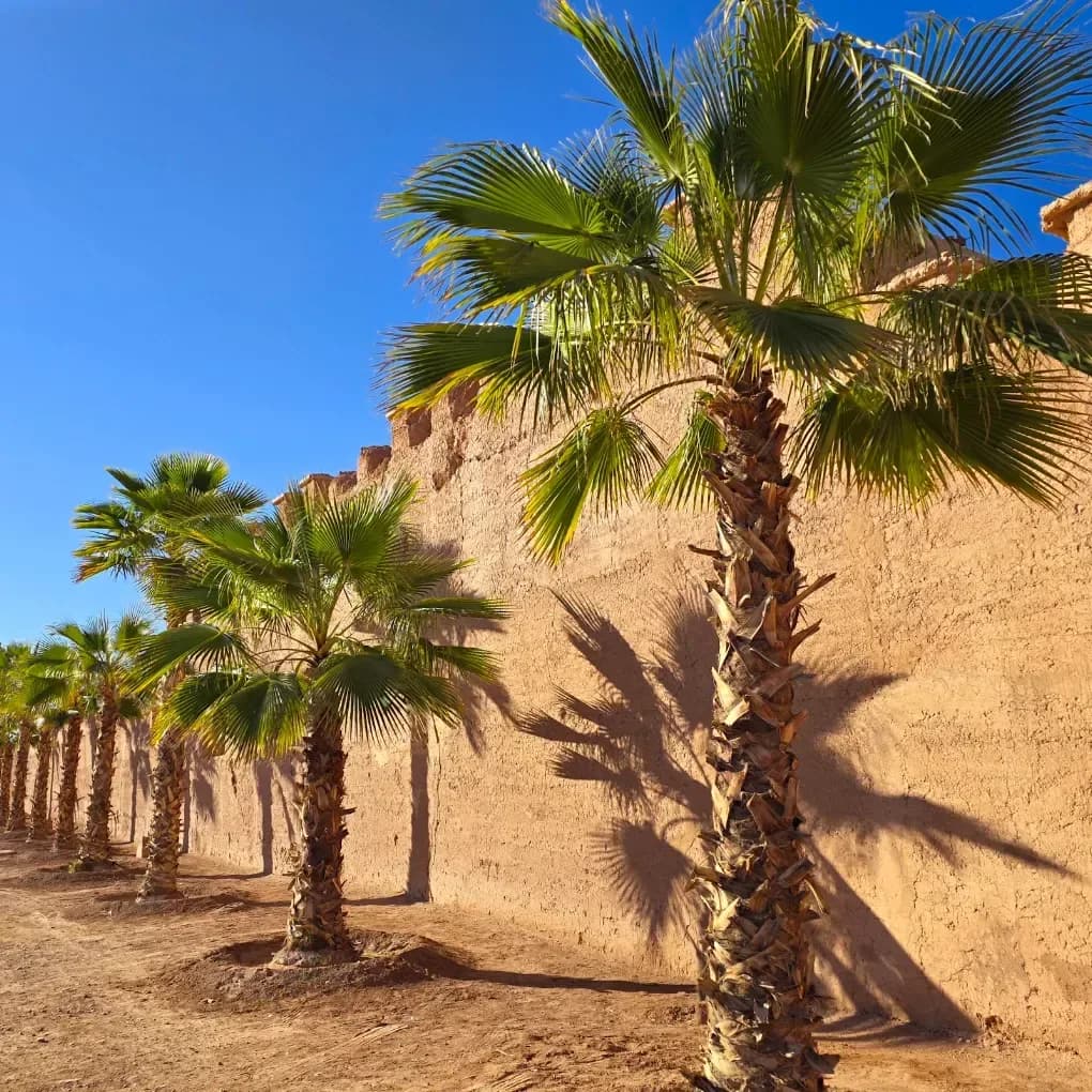 Meknes city walls with palm trees