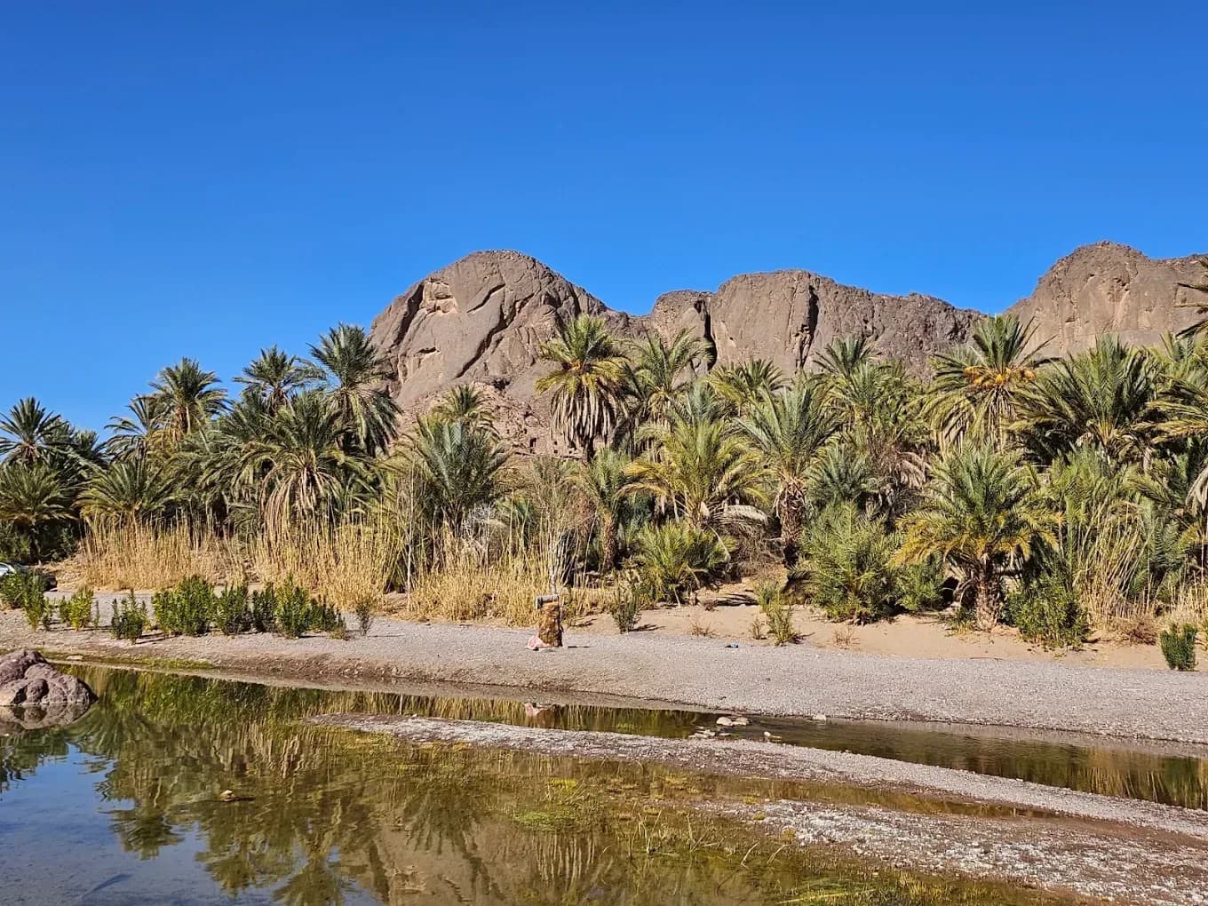 Palm grove in the Draa Valley