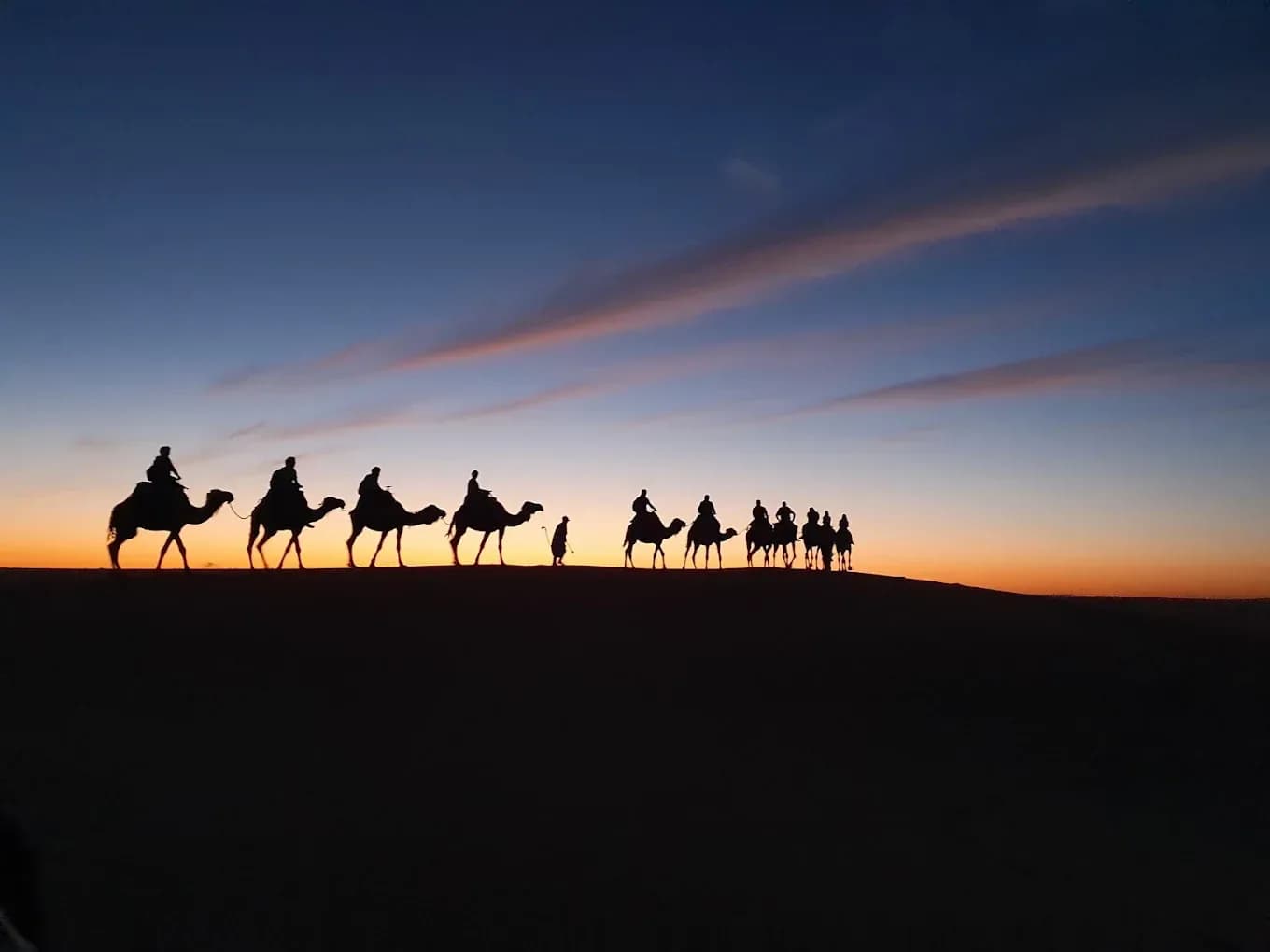 Camel silhouettes at sunset