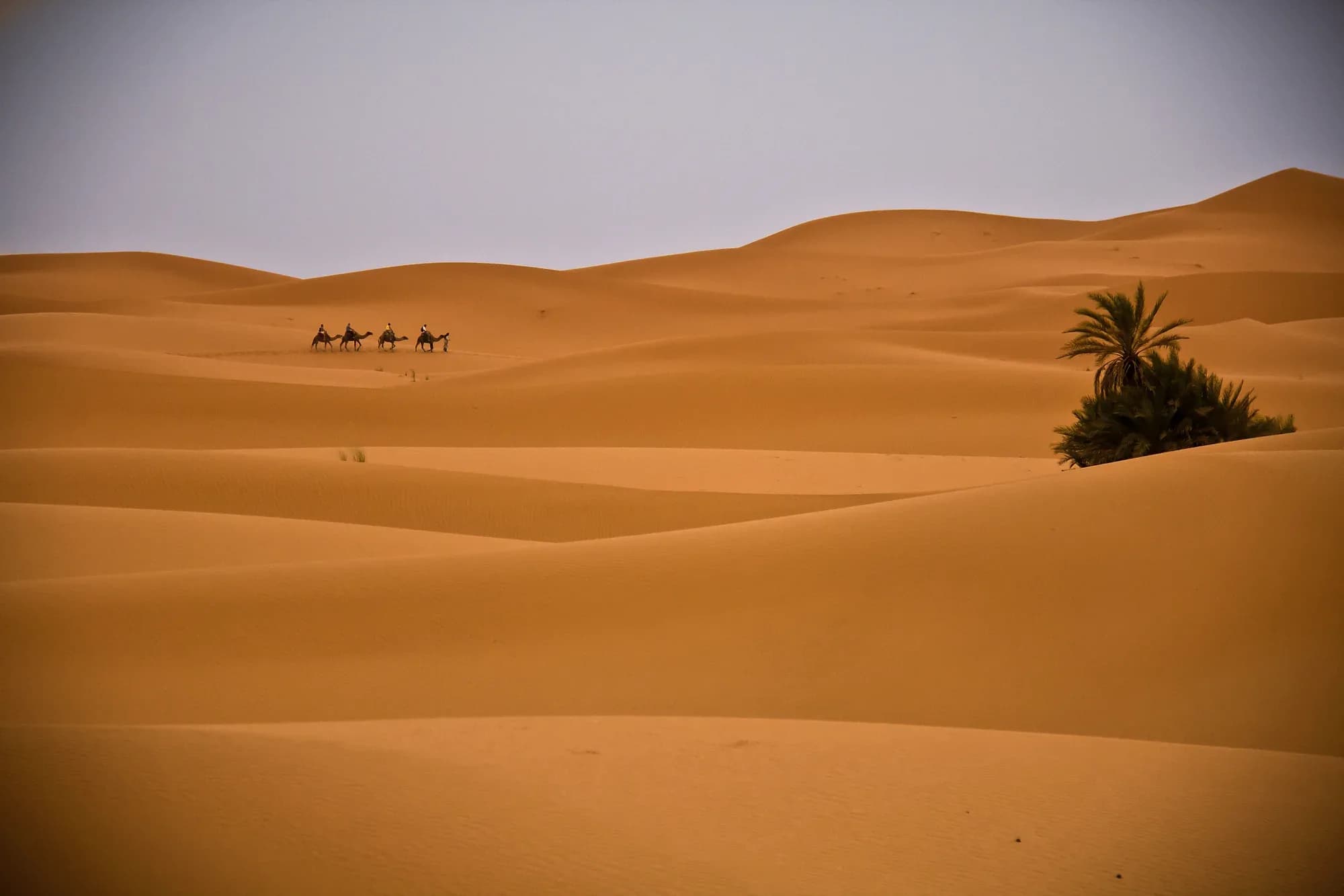 Pequeña caravana de dromedarios a lo lejos entre las dunas de Merzouga, con una palmera