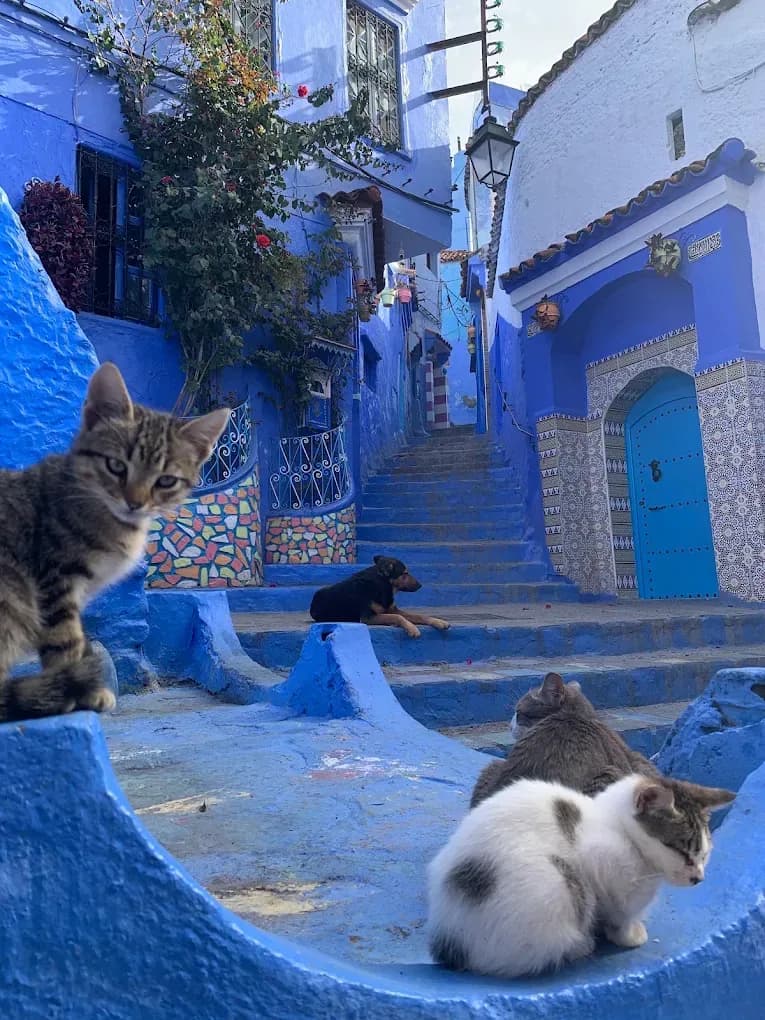 Cats on a blue staircase in Chefchaouen