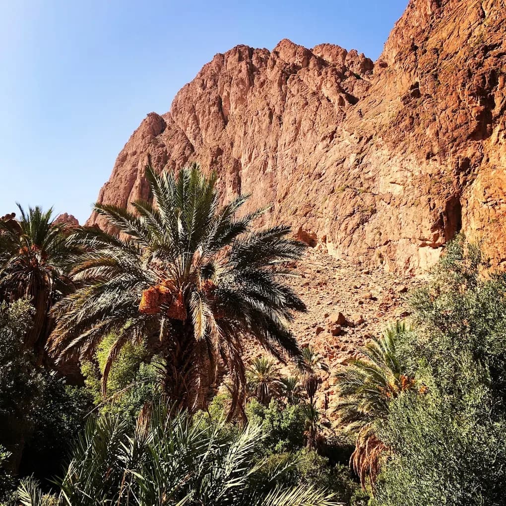 Oasis de palmeras bajo los acantilados