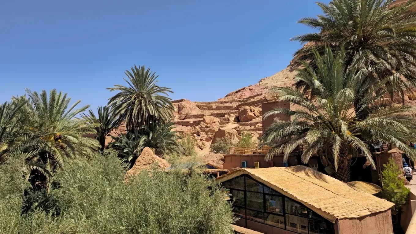 Palm grove in a southern valley