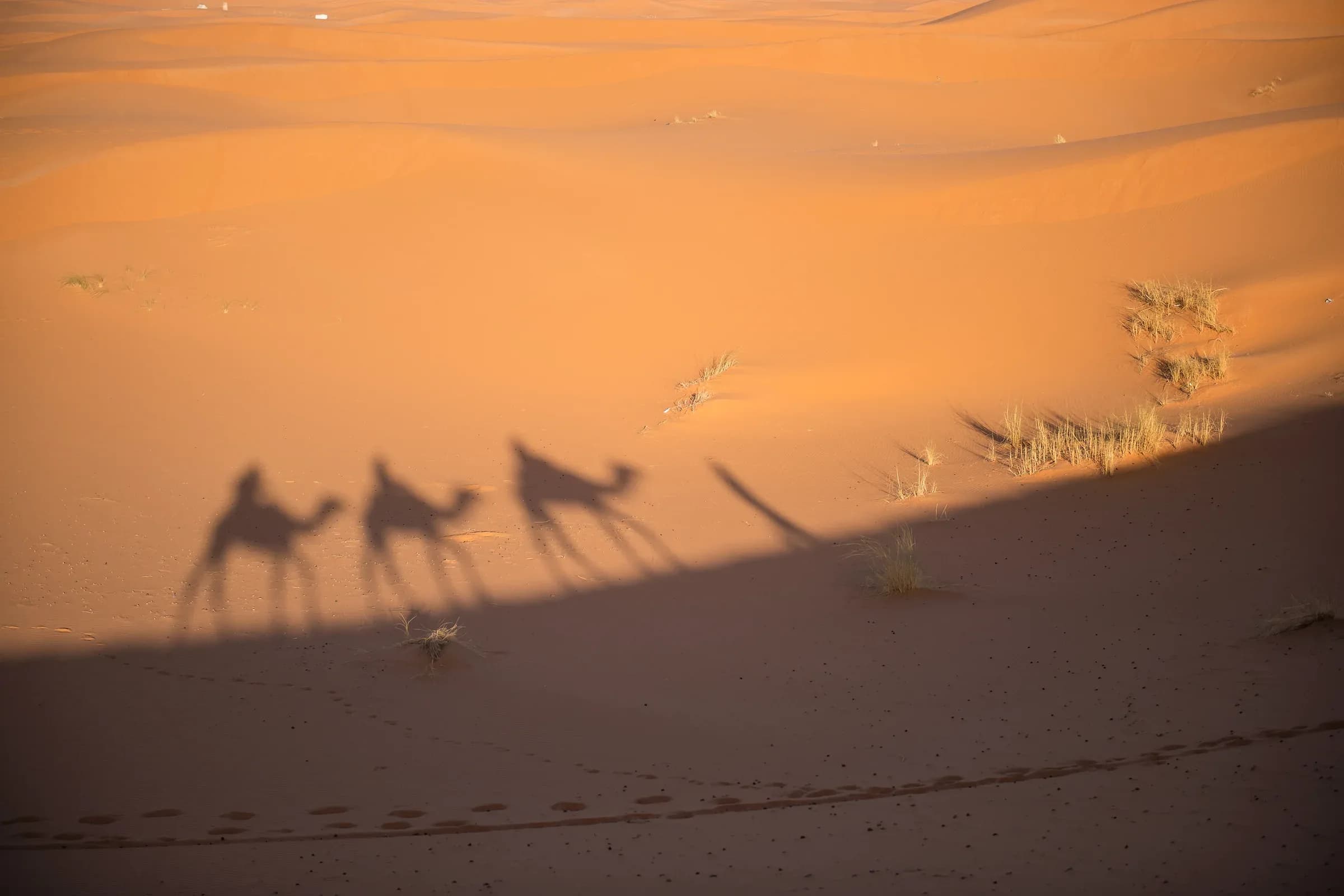 Shadows of a dromedary caravan on the sand of the Erg Chebbi dunes, Merzouga
