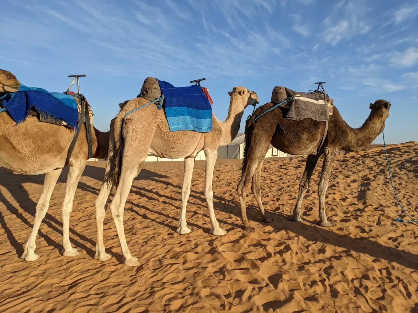 Saddled camels waiting
