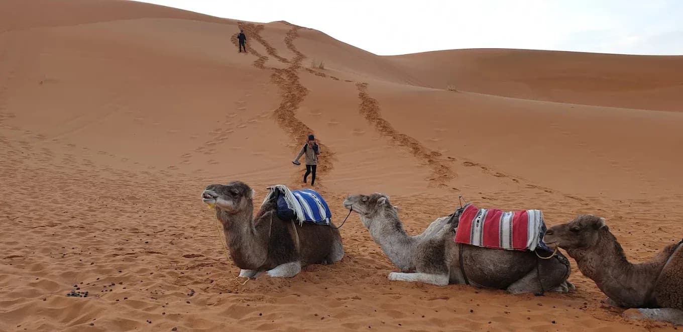 Camels resting on the dunes