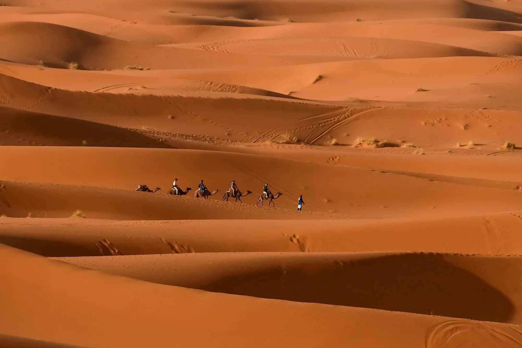 Caravana de dromedarios entre las dunas anaranjadas de Erg Chebbi, Merzouga