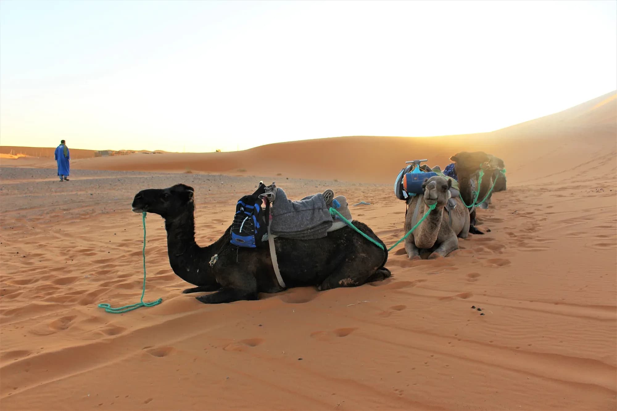 Saddled dromedaries resting on the sand at sunset near Merzouga