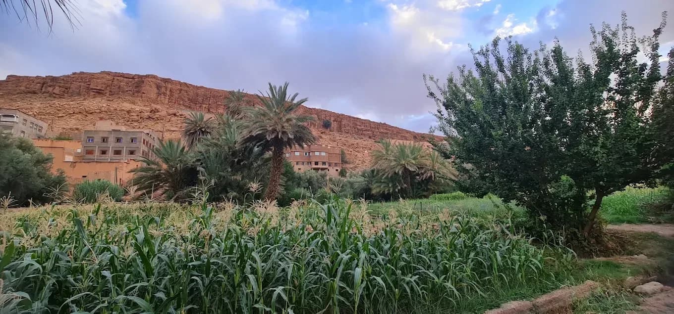 Gardens and palm trees in the Ziz Valley