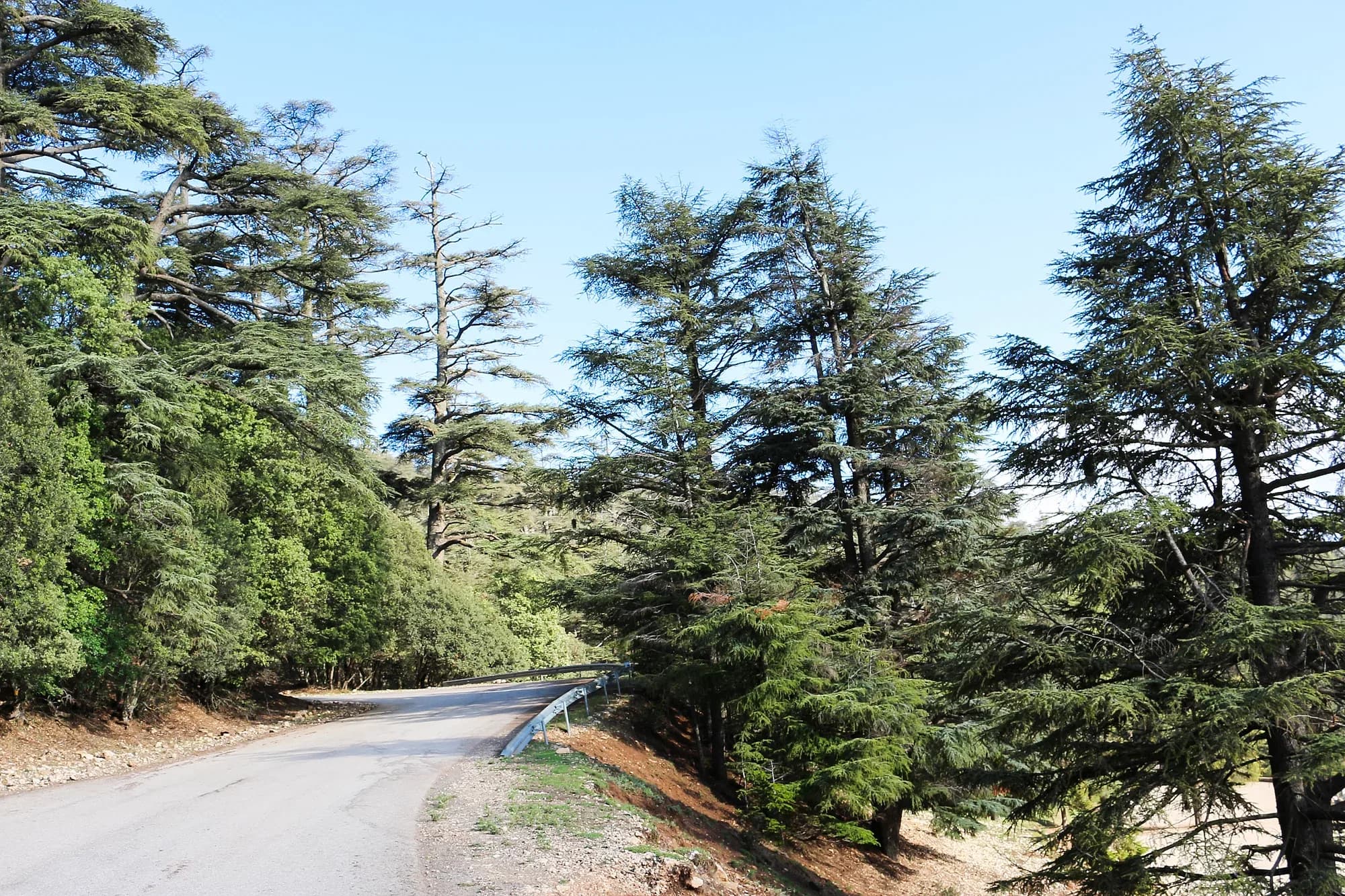 Road through Atlas cedars in the Michlifen forest, near Ifrane