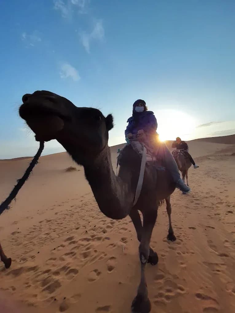 Camel at sunset