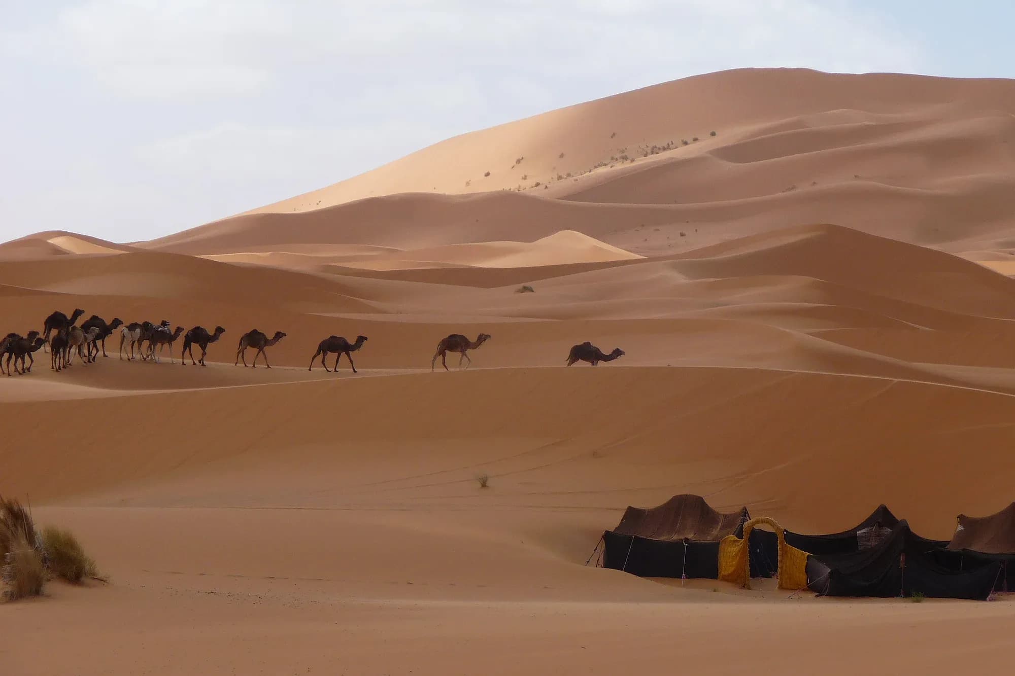Dromedary caravan arriving at a Berber tent camp in the Merzouga dunes