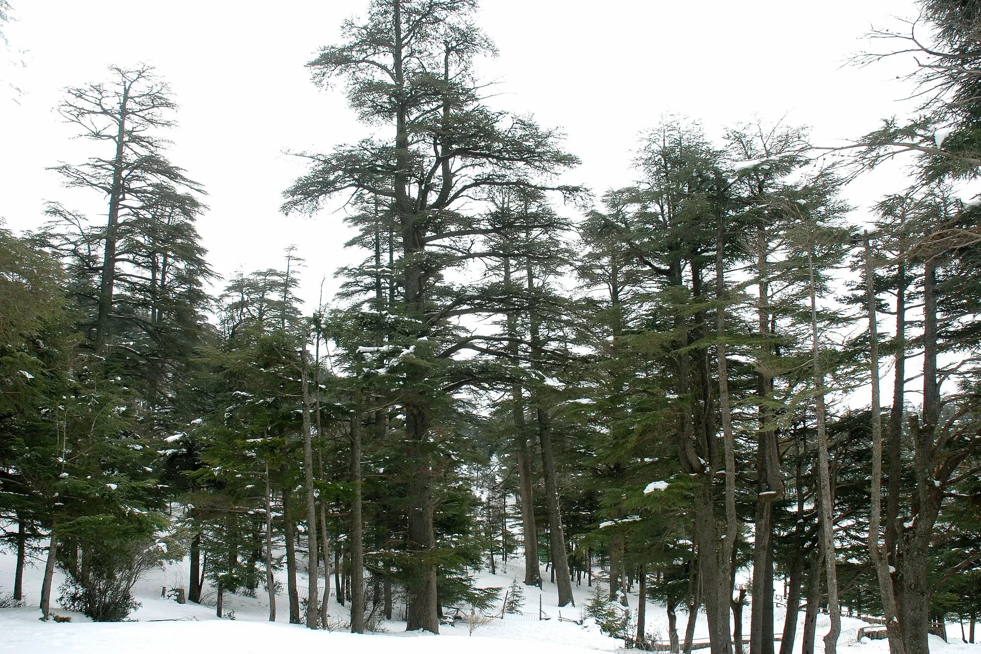 Atlas cedars with snow at their feet in the Ifrane forest, Middle Atlas