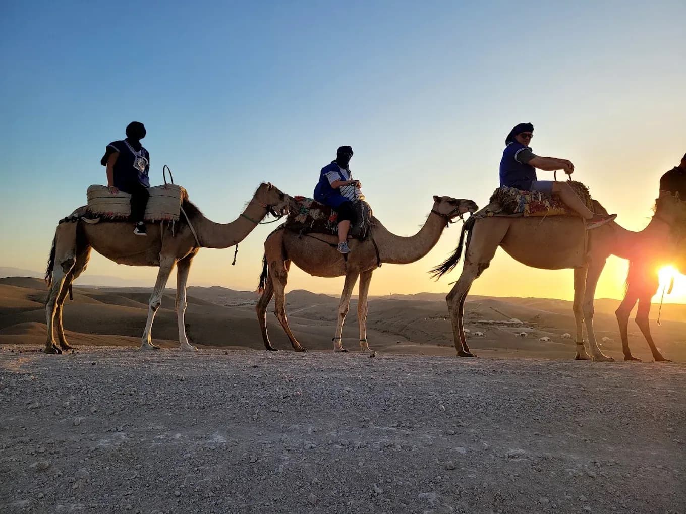 Camels at sunset in Agafay