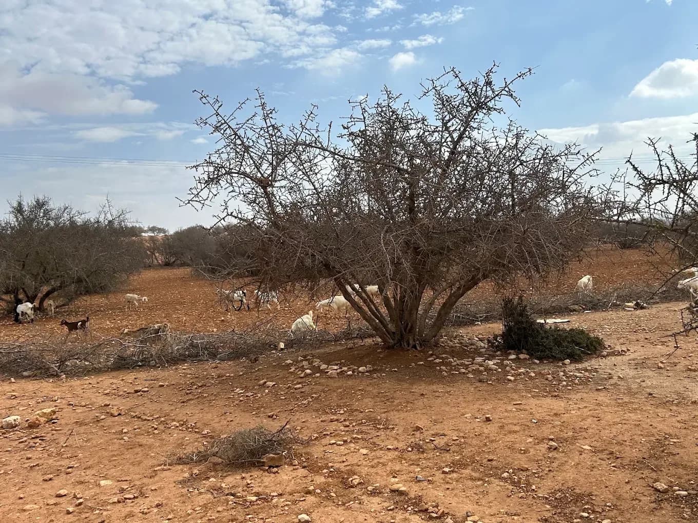 Argan tree on the road to Essaouira
