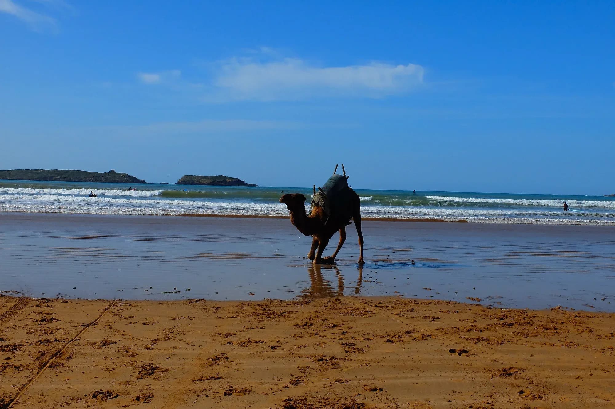 Dromedary on the shore of Essaouira beach with Mogador Island in the background