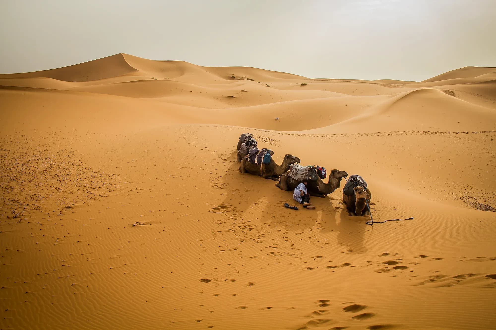 Dromedaries resting on the sand among the Merzouga dunes