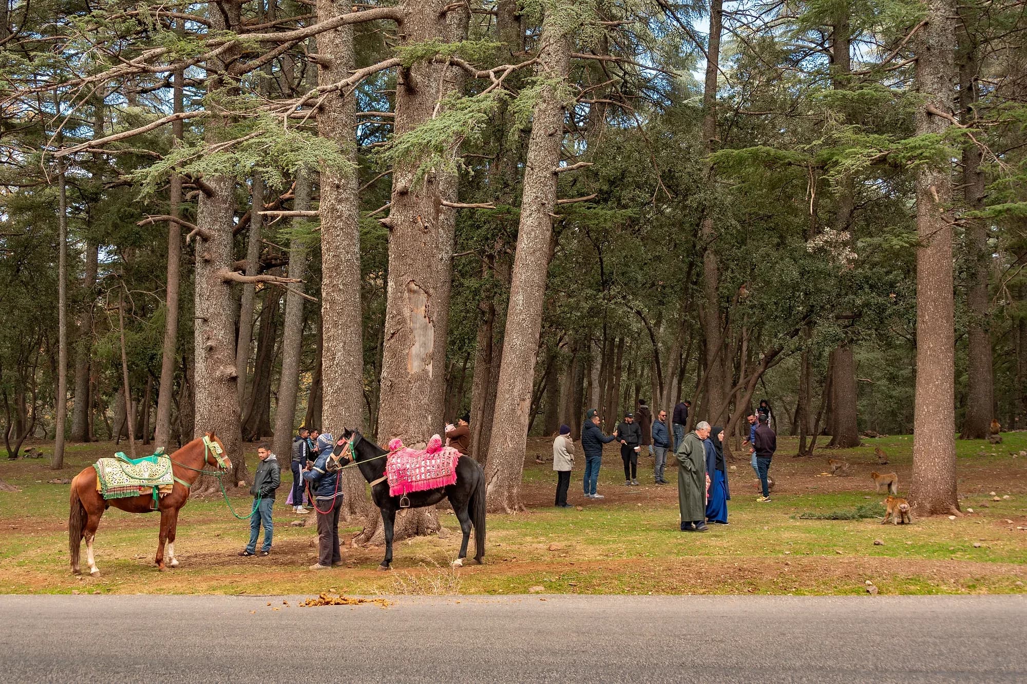 Atlas cedar forest near Azrou, with horses and visitors among the trunks