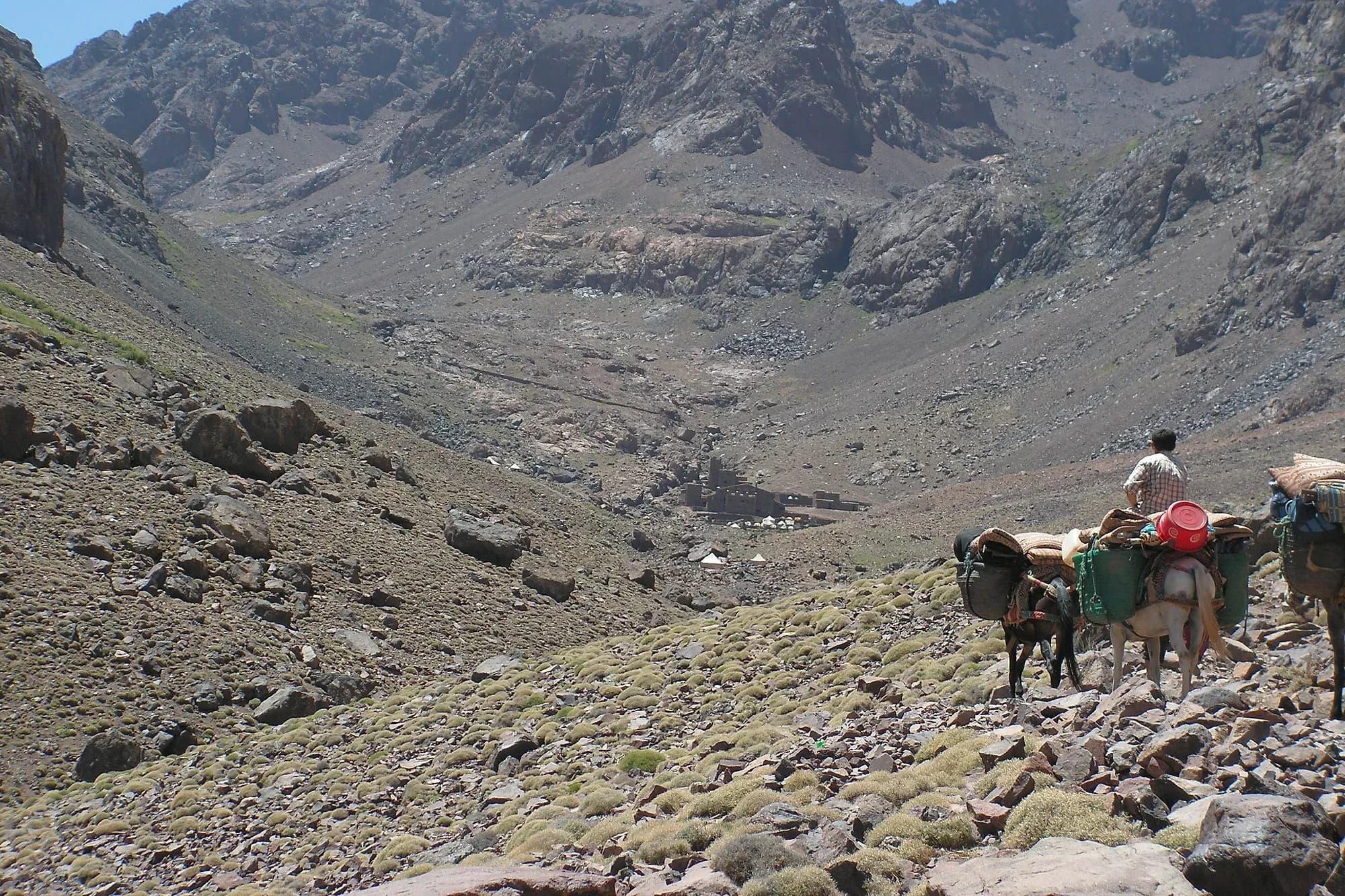 Muleteer with loaded mules on the valley trail to the Toubkal refuge, High Atlas