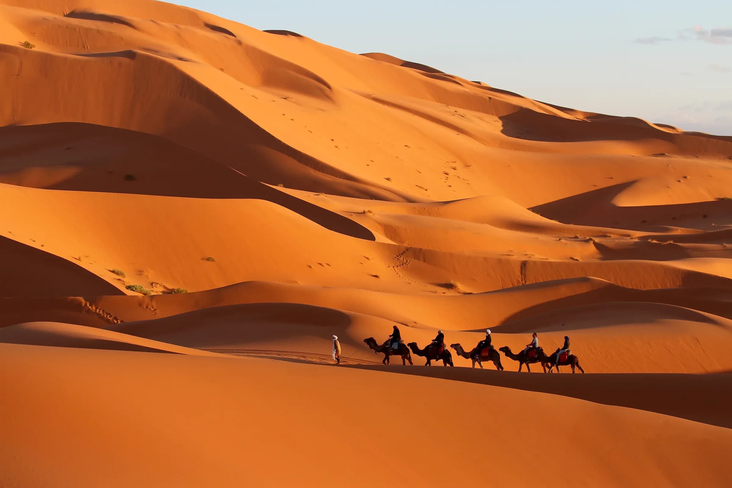 Dromedary caravan crossing the Merzouga dunes in warm afternoon light