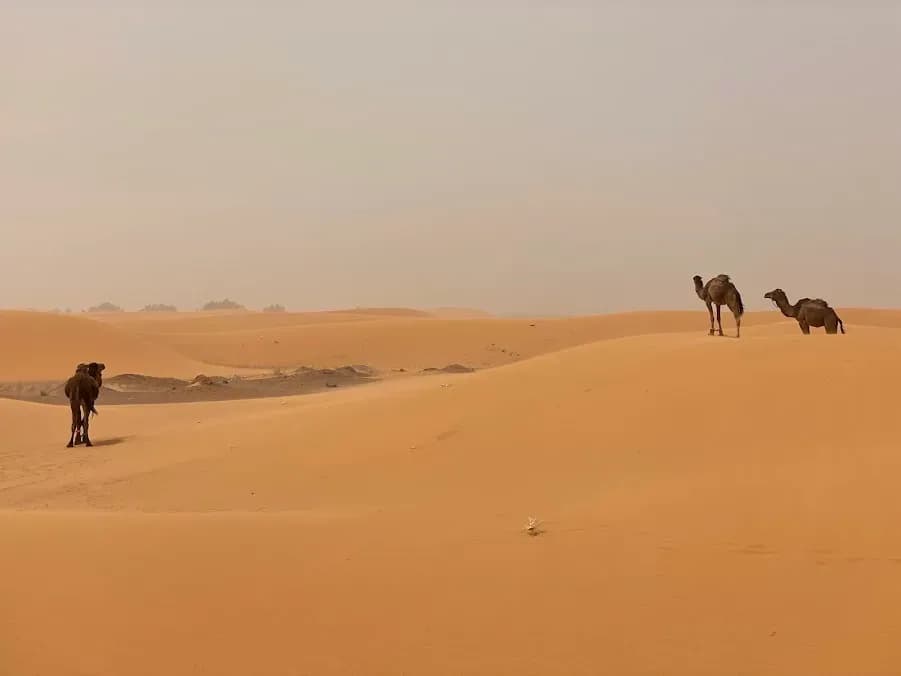 Camels among the dunes in a dusty haze