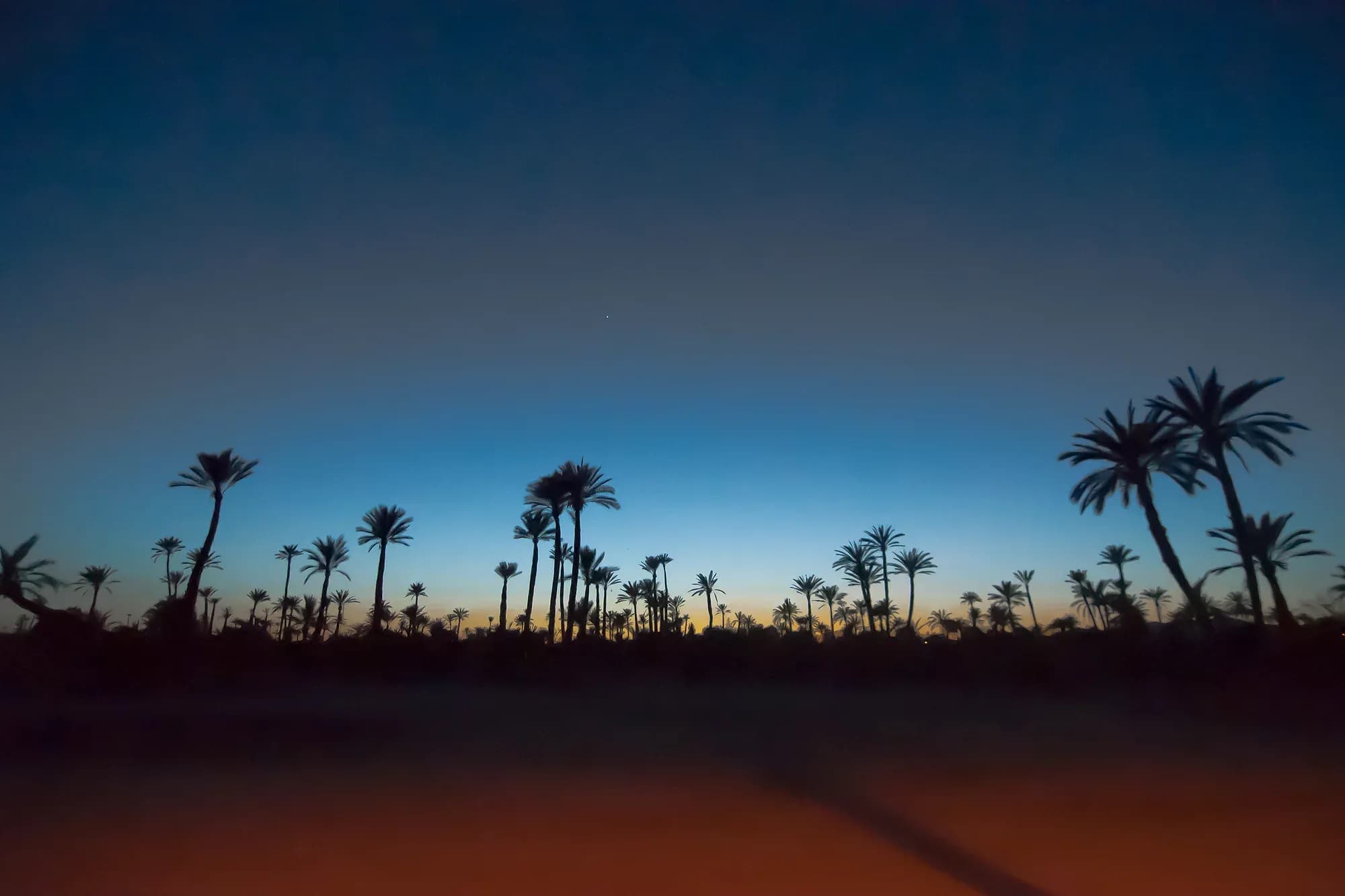 Siluetas de palmeras del palmeral de Marrakech bajo el cielo azul del crepúsculo