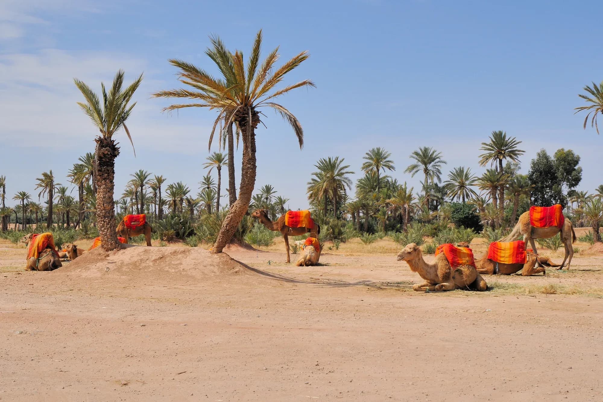 Dromedarios con monturas de colores descansando en el palmeral de Marrakech